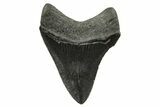 Serrated, Megalodon Tooth - South Carolina #375975-1